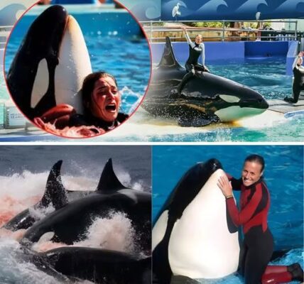 She Had Performed This Routine Hundreds of Times Before — But On That Fateful Afternoon, As Tamarie Tollison Dived Into the Pool With Her Beloved Orca, Something Felt Off… Seconds Later, Screams Erupted From the Audience, the Water Turned Red, and What Happened Next Shattered SeaWorld’s Reputation Forever…